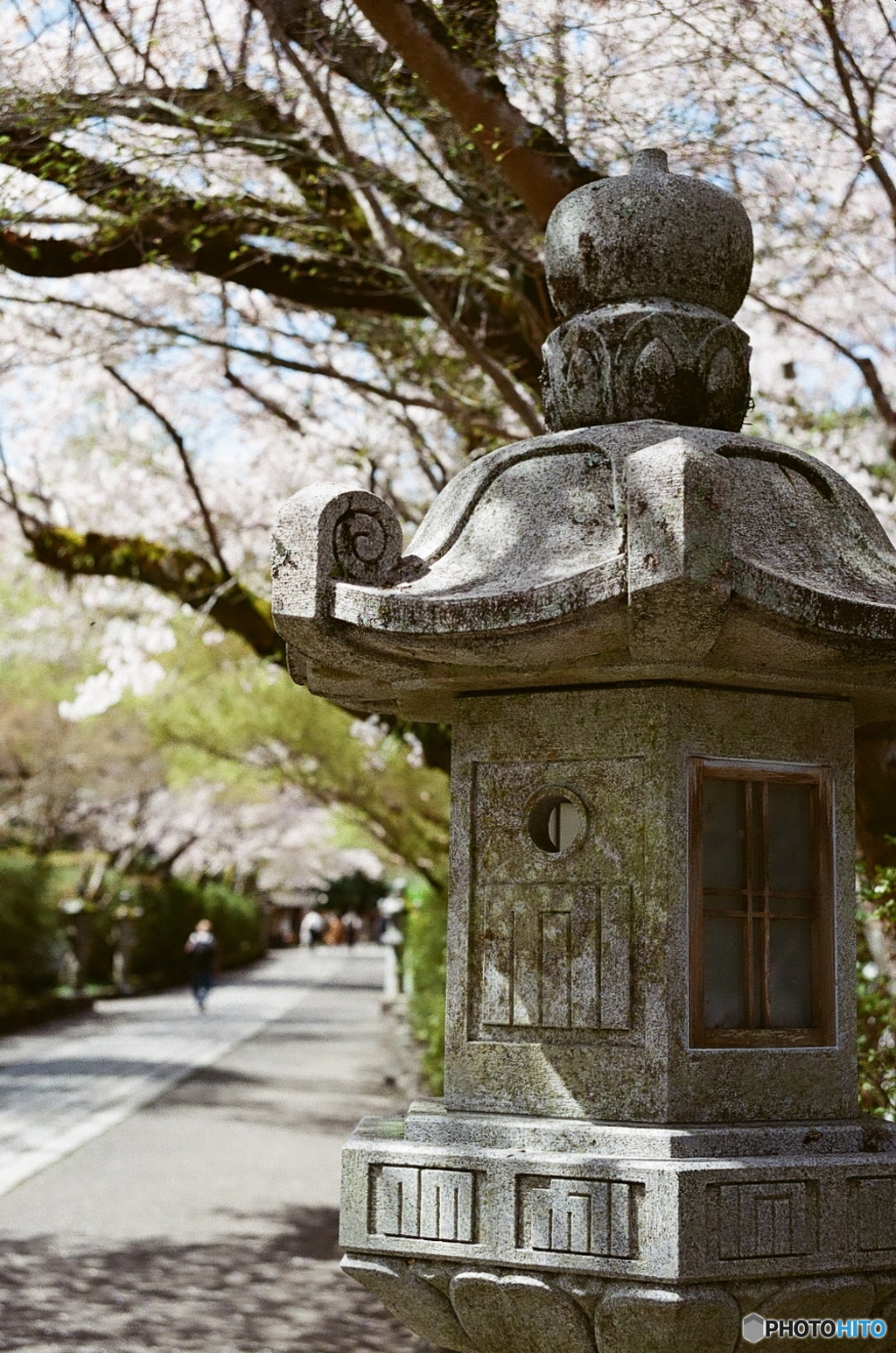 春の参道