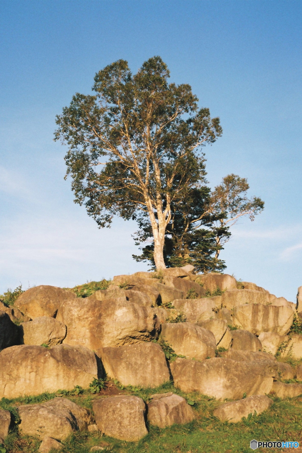 石積みの丘に立つ木