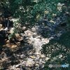青もみじと小川