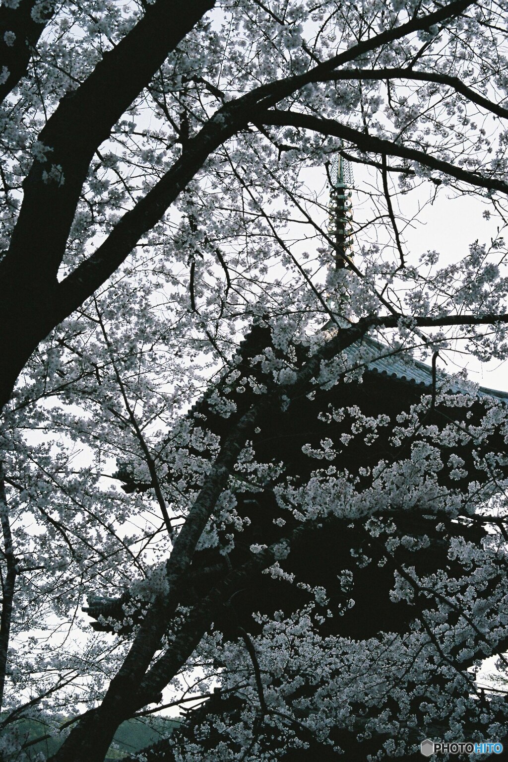 桜に覆われるが如く