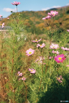 山里の秋桜