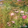 山里の秋桜