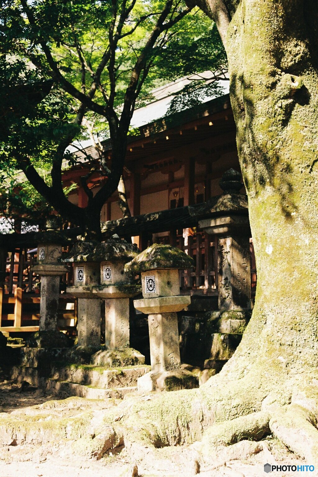 大木と神社