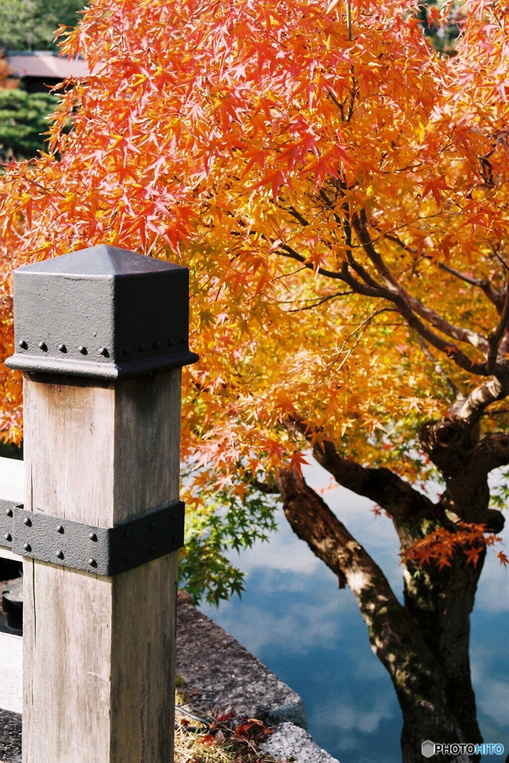 橋近くの紅葉
