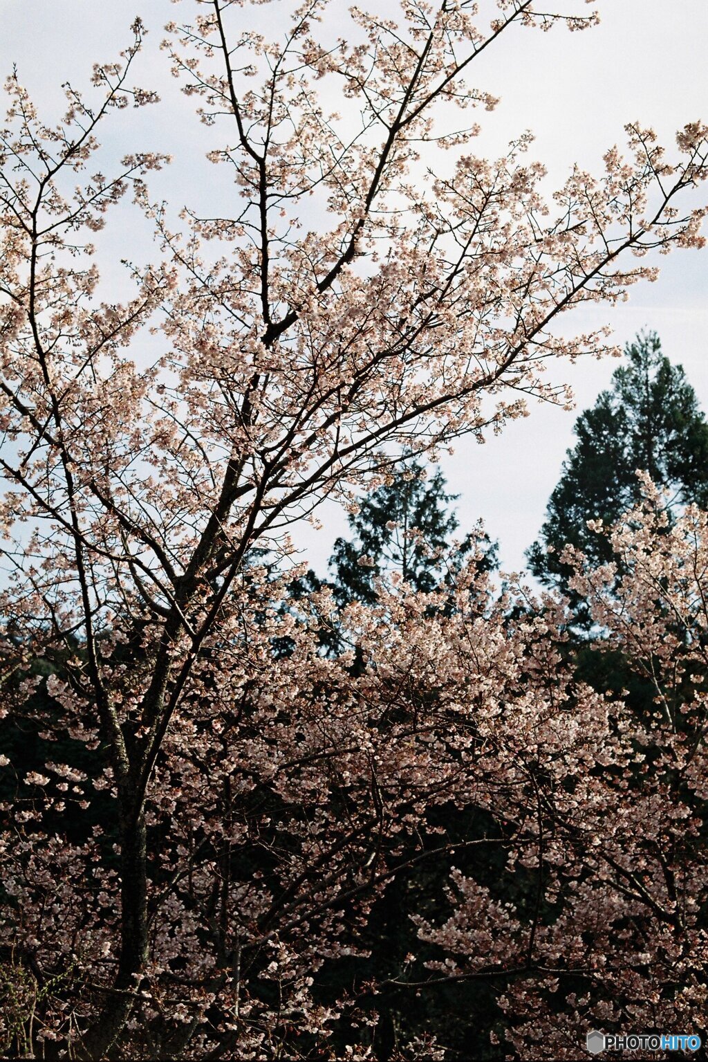 早咲きの桜