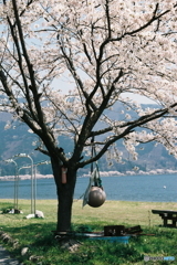 湖国の春