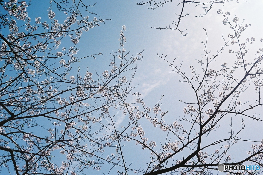 桜に陽光