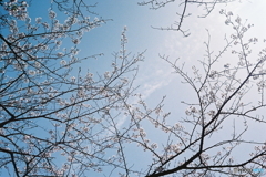 桜に陽光