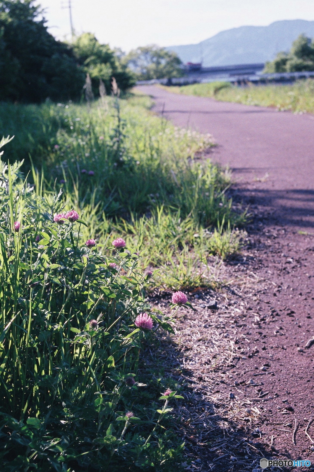 路傍のあざみ