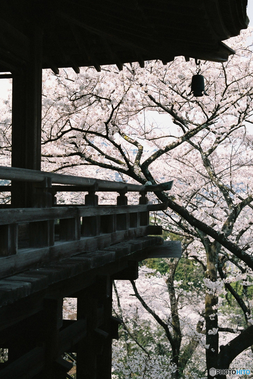 観月舞台の桜