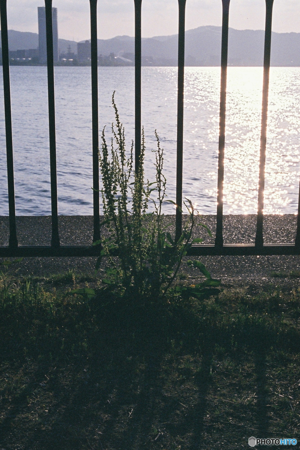 湖岸の雑草