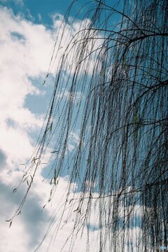 冬の柳