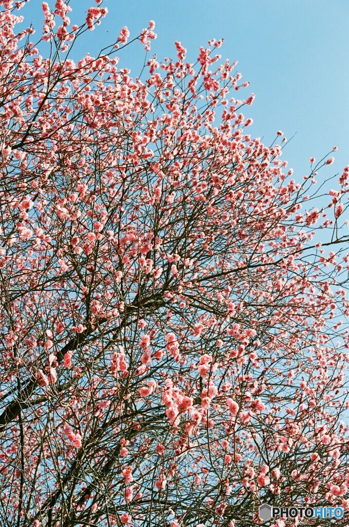 青空に咲く梅
