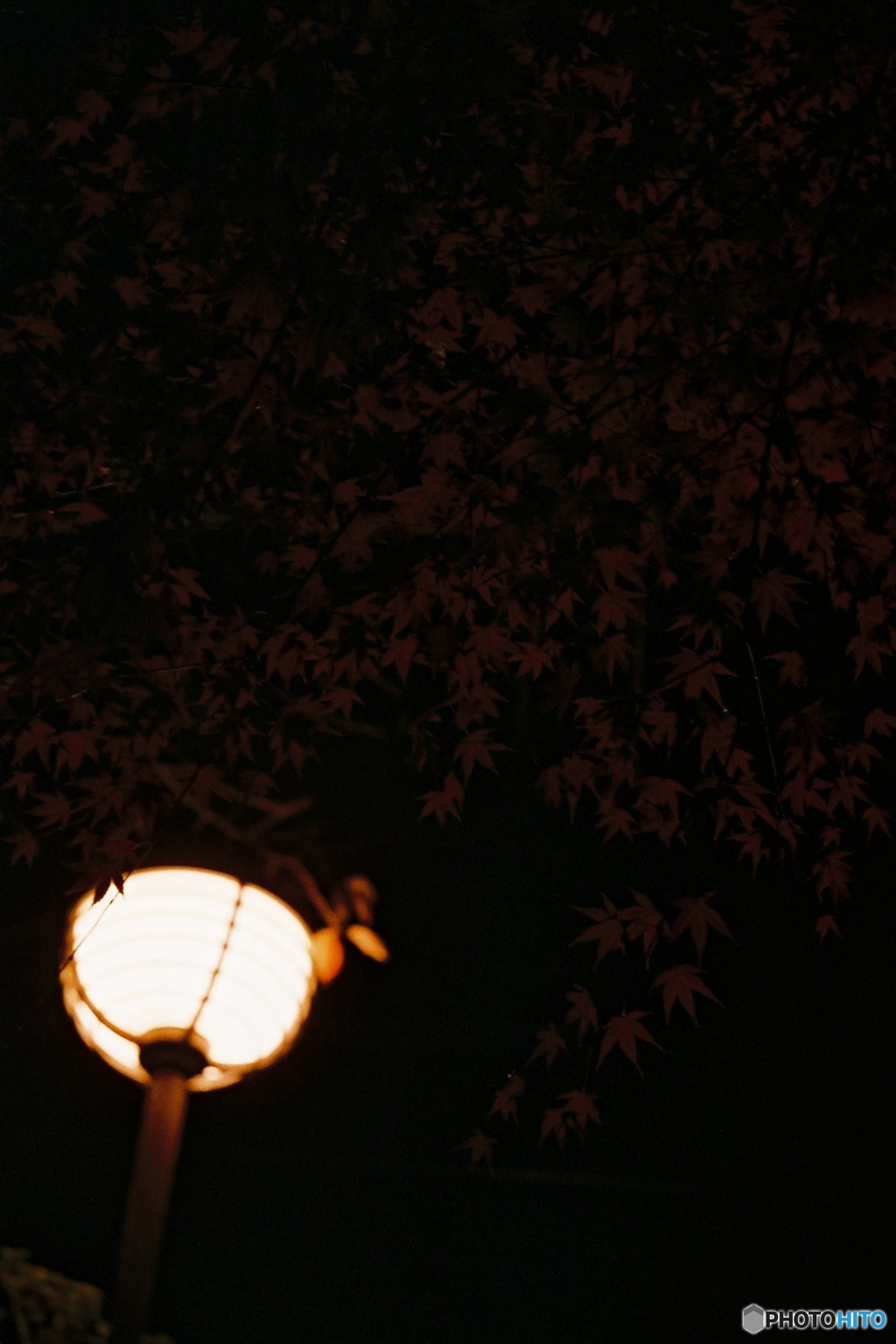 暗闇の紅葉