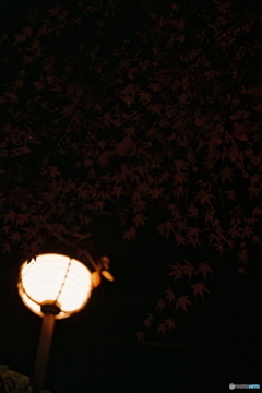 暗闇の紅葉