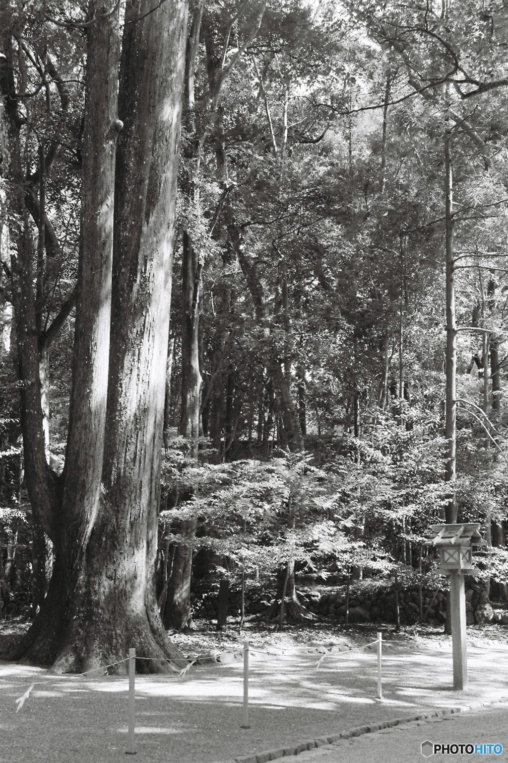 参道の大樹