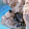 寝転ぶオットセイ