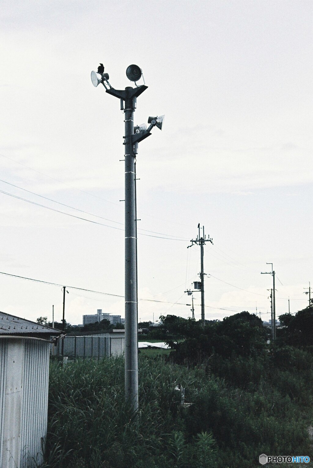 曇り空のカラス