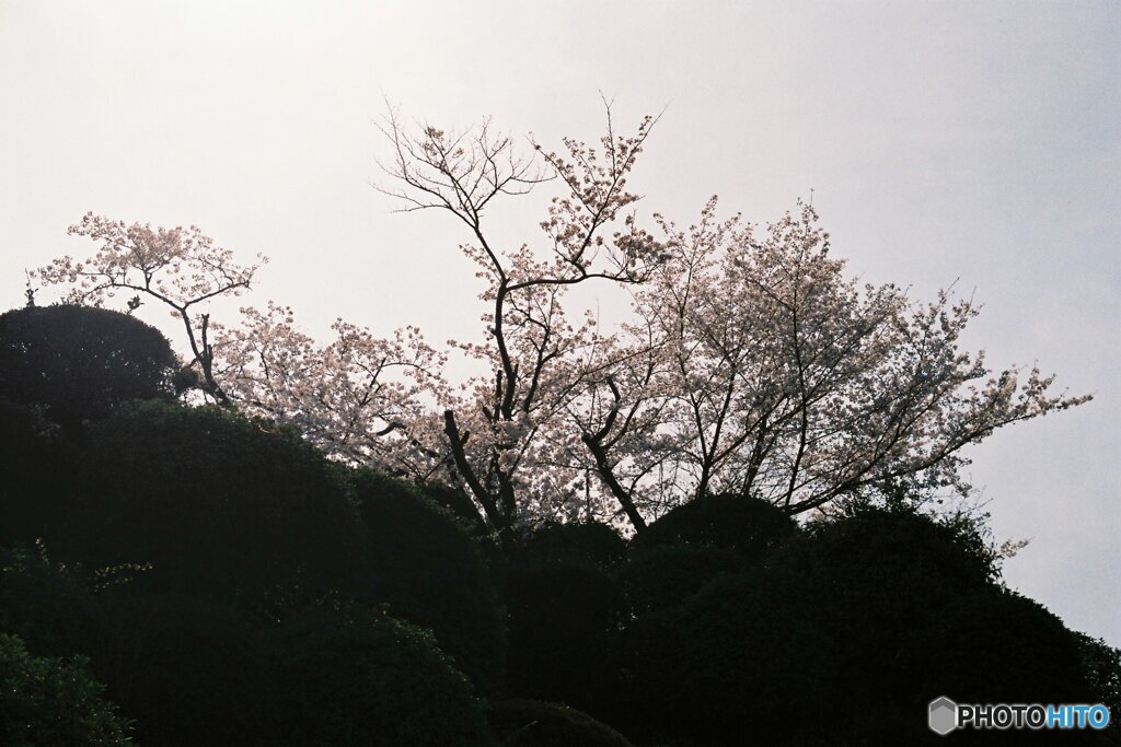 崖上の桜