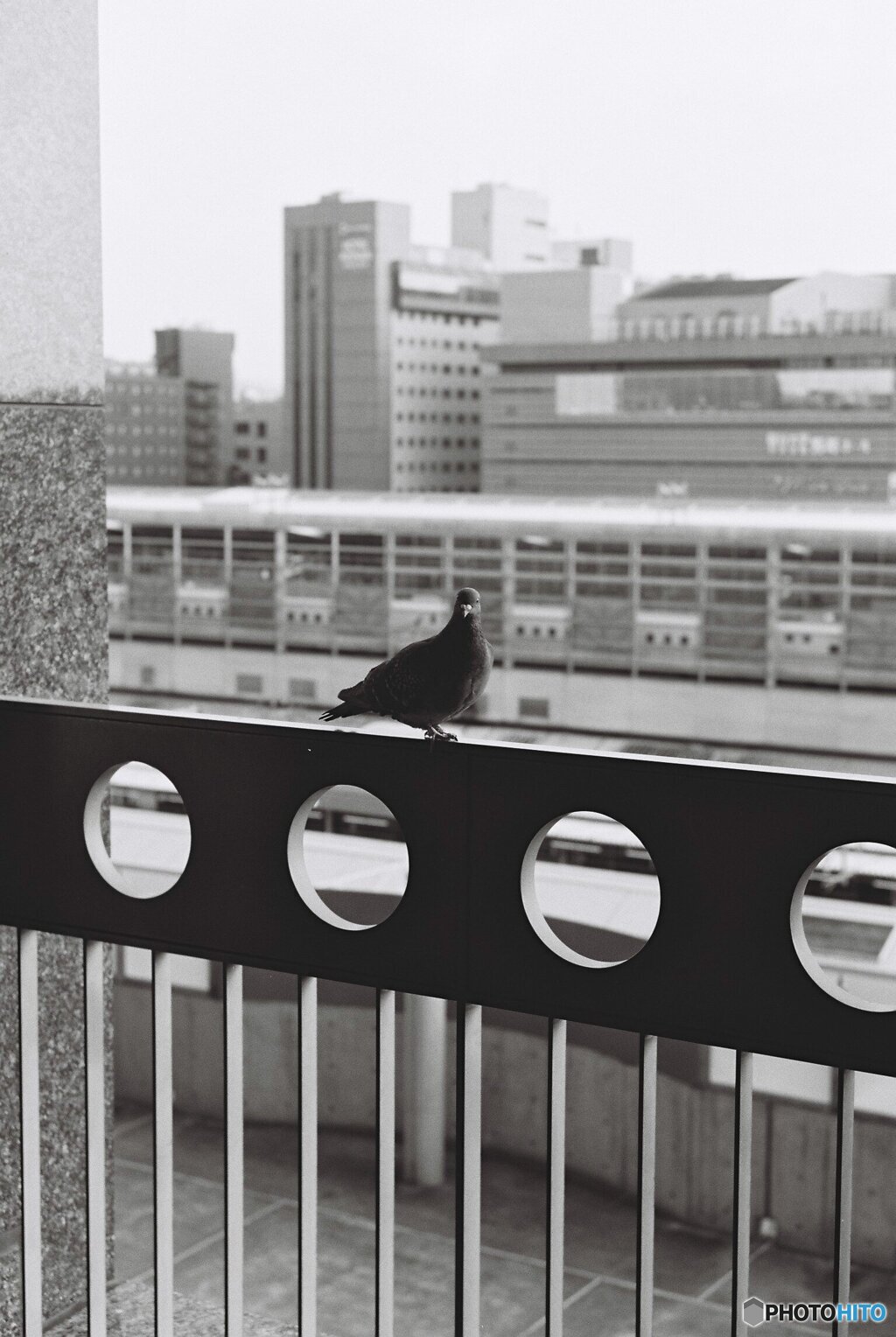 駅の鳩