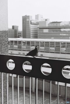 駅の鳩