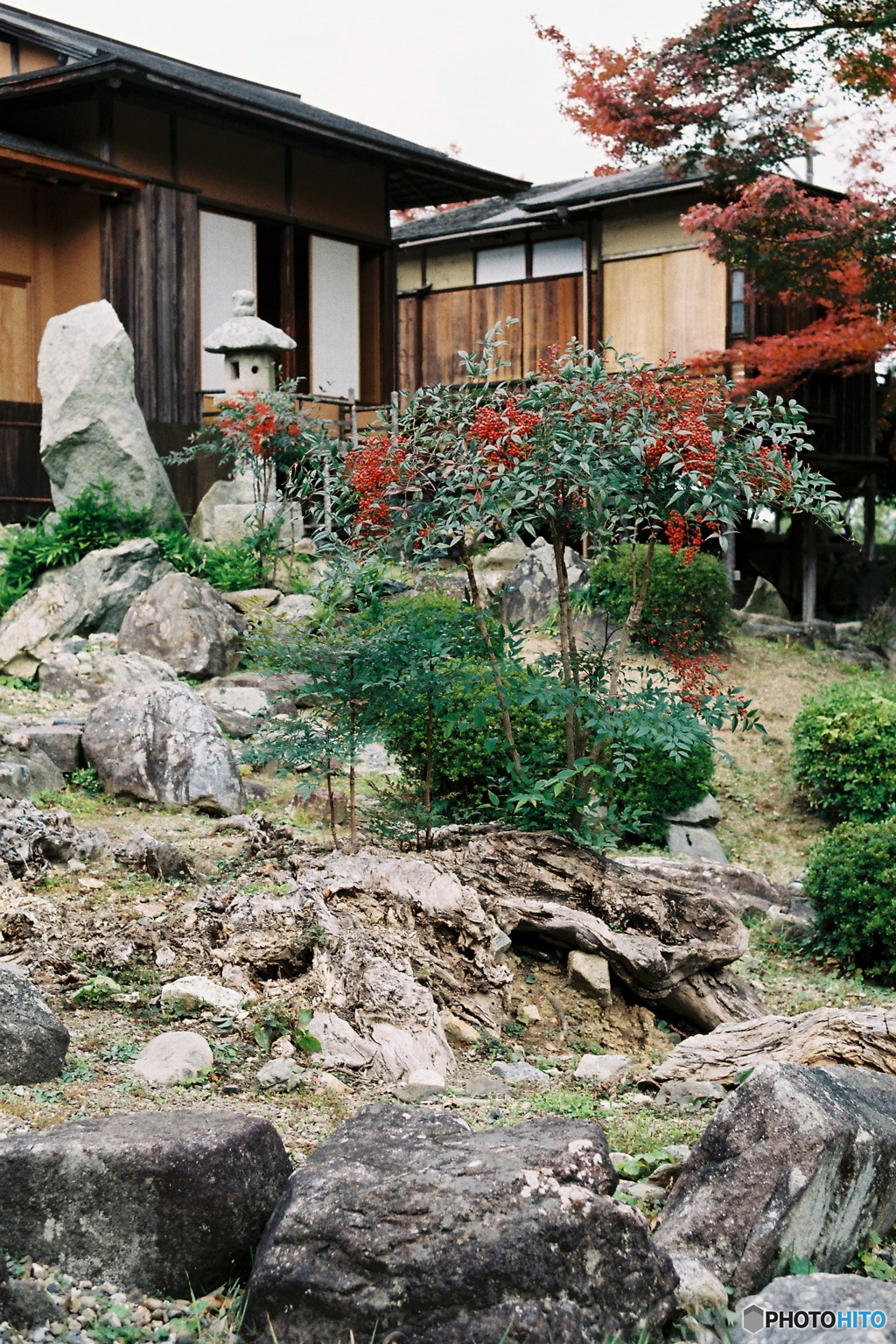 岩場の南天