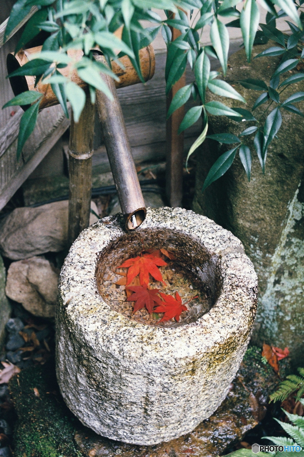 水の中に紅葉