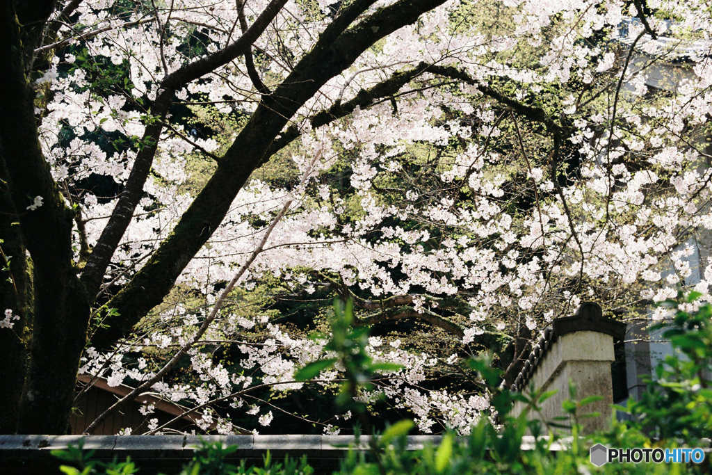 塀越しの桜