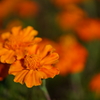 公園の花1