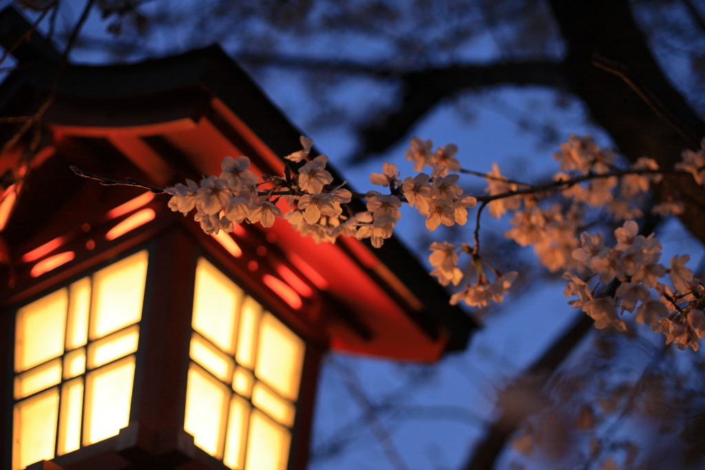 半田の桜