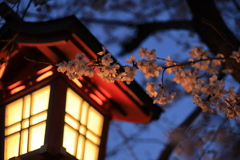 半田の桜