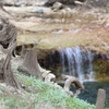 渇水