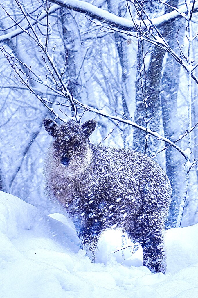 凛々しい立ち姿