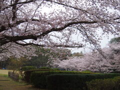 公渕森林公園のさくら