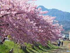 河津桜