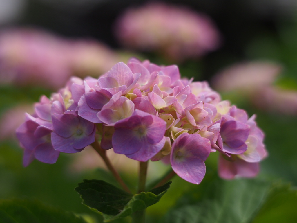 紫陽花