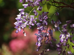 ふじの花