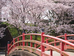 亀鶴公園のさくら