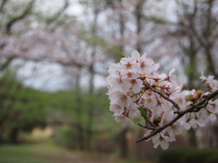 公渕森林公園のさくら