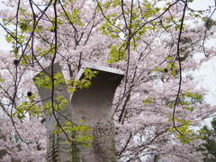 公渕森林公園のさくら