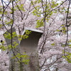 公渕森林公園のさくら