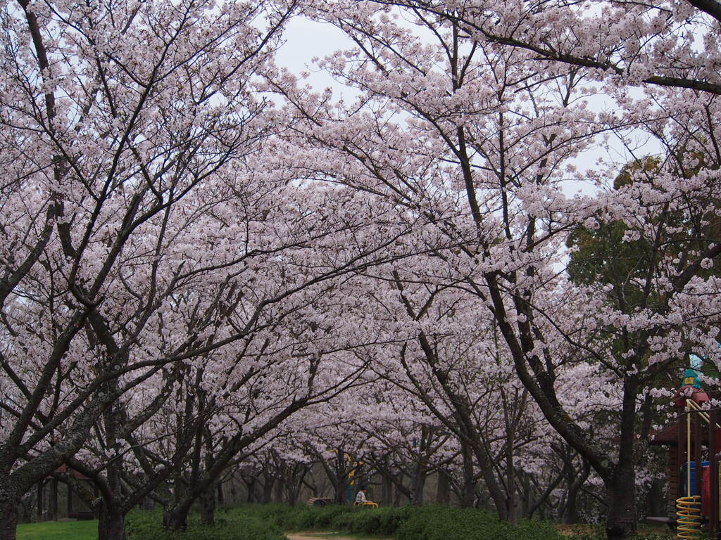 公渕森林公園のさくら