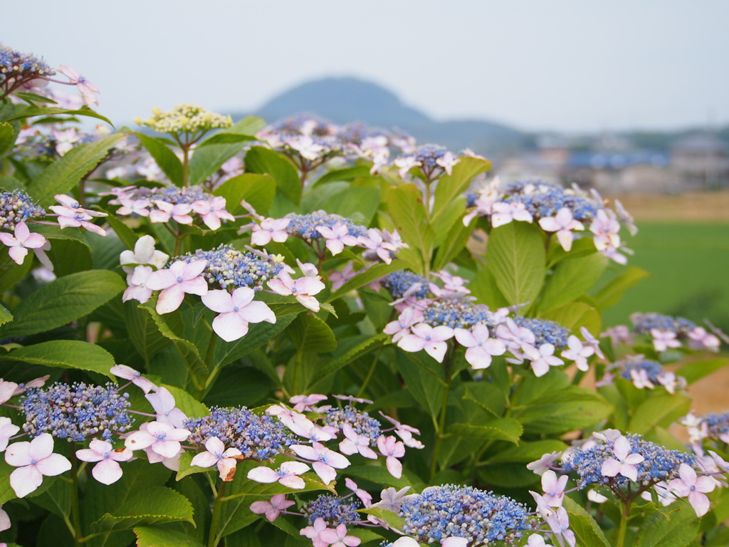 紫陽花のある風景