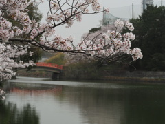 亀鶴公園のさくら