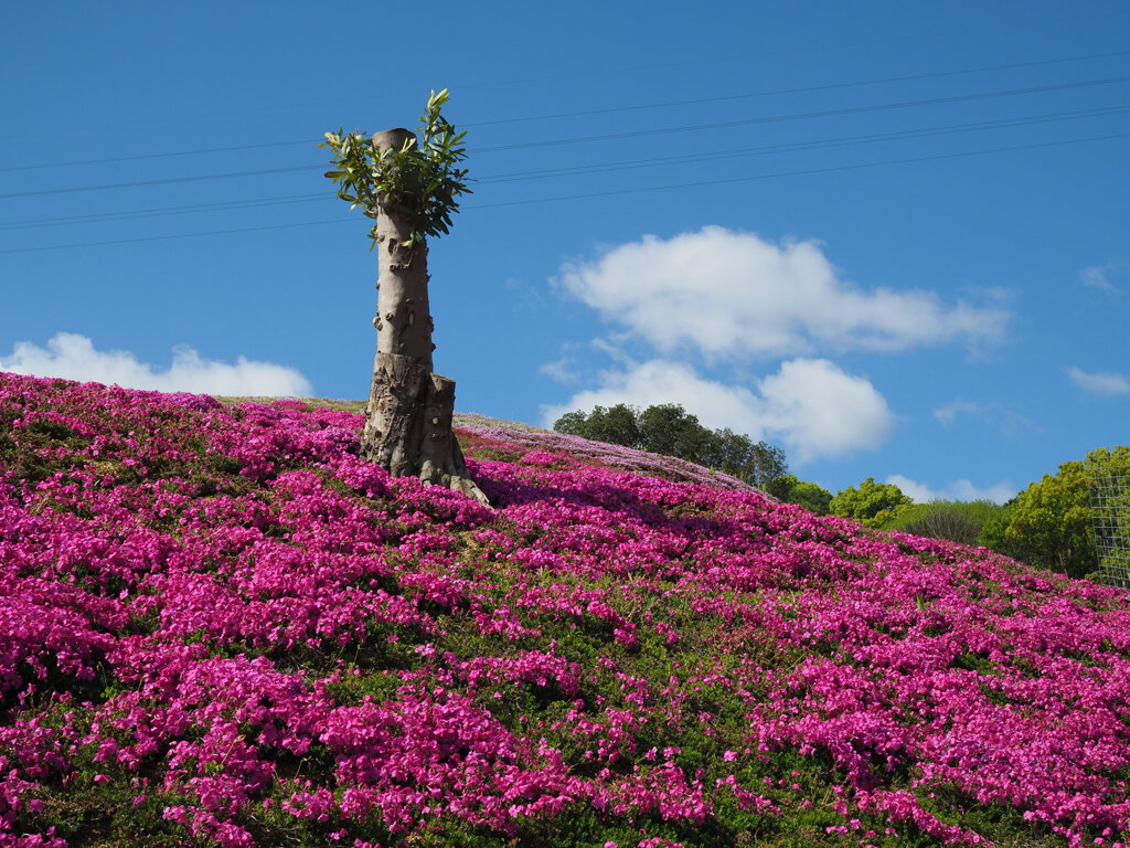 芝桜