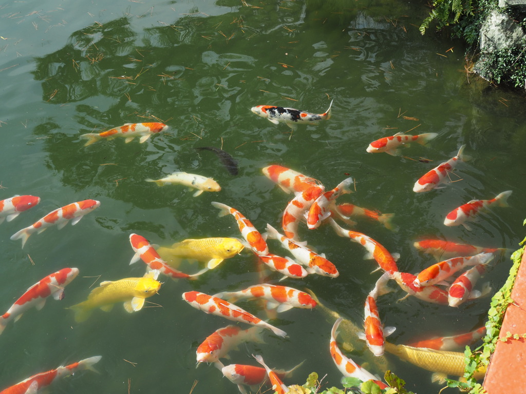 栗林公園の錦鯉