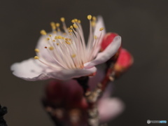 ウメ