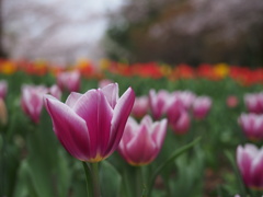 公渕森林公園の花たち