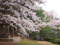 公渕森林公園のさくら