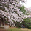 公渕森林公園のさくら